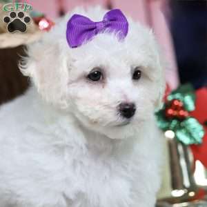 Holly (tiny), Bichon Frise Puppy